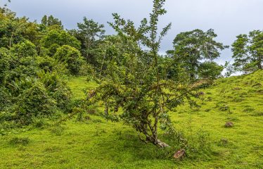 222-ACRE ECO-TOURISM PROPERTY WITH 210-FOOT WATERFALL, IN THE UP OF PLATANILLO