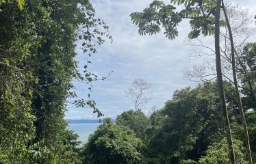 EXPANSIVE JUNGLE AND BEACH PROPERTY, IN PAVONES – 105 ACRES