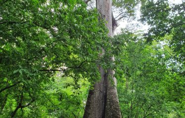 EXPANSIVE JUNGLE AND BEACH PROPERTY, IN PAVONES – 105 ACRES