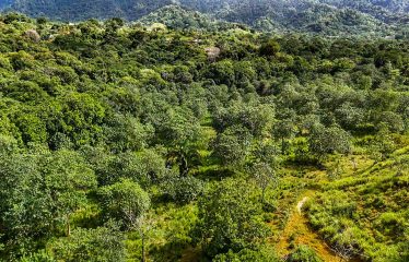 PROPERTY WITH RIVER, FRUIT TREES, AND MOUNTAIN VIEWS, IN OJOCHAL – 22 ACRES