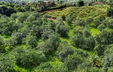 PROPERTY WITH RIVER, FRUIT TREES, AND MOUNTAIN VIEWS, IN OJOCHAL – 22 ACRES