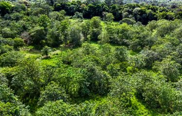 PROPERTY WITH RIVER, FRUIT TREES, AND MOUNTAIN VIEWS, IN OJOCHAL – 22 ACRES