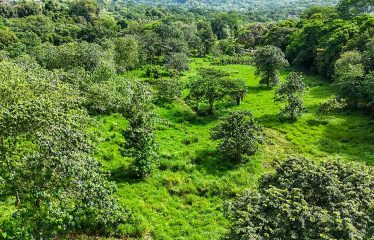 PROPERTY WITH RIVER, FRUIT TREES, AND MOUNTAIN VIEWS, IN OJOCHAL – 22 ACRES