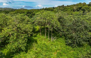 PROPERTY WITH RIVER, FRUIT TREES, AND MOUNTAIN VIEWS, IN OJOCHAL – 22 ACRES