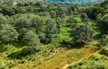PROPERTY WITH RIVER, FRUIT TREES, AND MOUNTAIN VIEWS, IN OJOCHAL – 22 ACRES