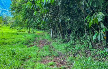 PROPERTY WITH RIVER, FRUIT TREES, AND MOUNTAIN VIEWS, IN OJOCHAL – 22 ACRES