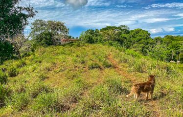 PROPERTY WITH RIVER, FRUIT TREES, AND MOUNTAIN VIEWS, IN OJOCHAL – 22 ACRES