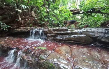 NATURAL RETREAT WITH THREE BEDROOMS IN TINAMASTES WITH A YEAR-ROUND STREAM AND DEVELOPMENT POTENTIAL – 3.5 ACRES