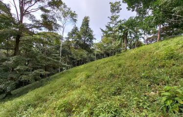 NATURAL RETREAT WITH THREE BEDROOMS IN TINAMASTES WITH A YEAR-ROUND STREAM AND DEVELOPMENT POTENTIAL – 3.5 ACRES