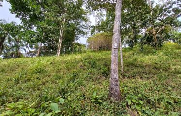 NATURAL RETREAT WITH THREE BEDROOMS IN TINAMASTES WITH A YEAR-ROUND STREAM AND DEVELOPMENT POTENTIAL – 3.5 ACRES