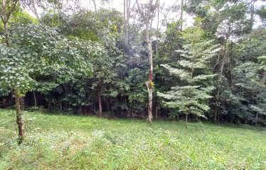 NATURAL RETREAT WITH THREE BEDROOMS IN TINAMASTES WITH A YEAR-ROUND STREAM AND DEVELOPMENT POTENTIAL – 3.5 ACRES