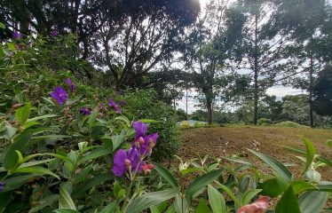 NATURAL RETREAT WITH THREE BEDROOMS IN TINAMASTES WITH A YEAR-ROUND STREAM AND DEVELOPMENT POTENTIAL – 3.5 ACRES